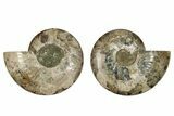 Very Large, Cut & Polished Ammonite Fossil - Madagasar #267941-1